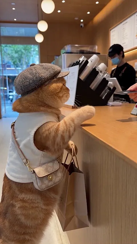 Viral-style Pet Vlog