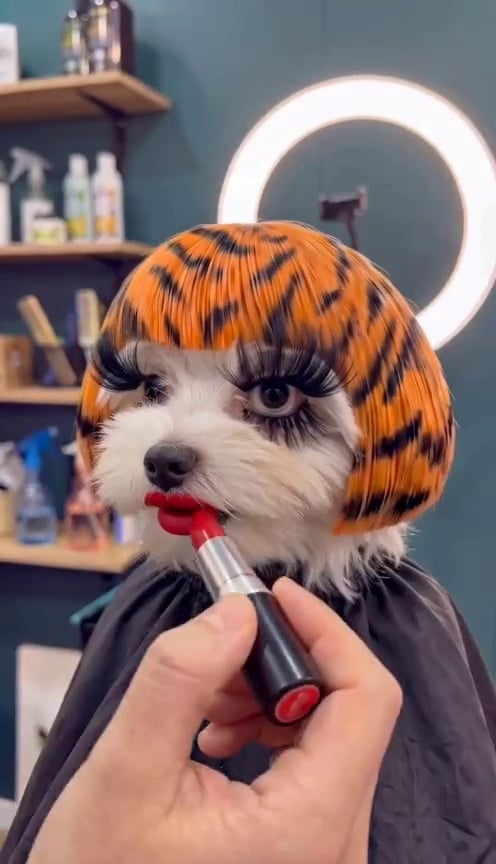 Pet Hair Salon