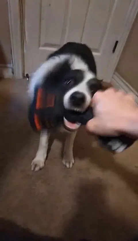 Daily Dog Doyoing